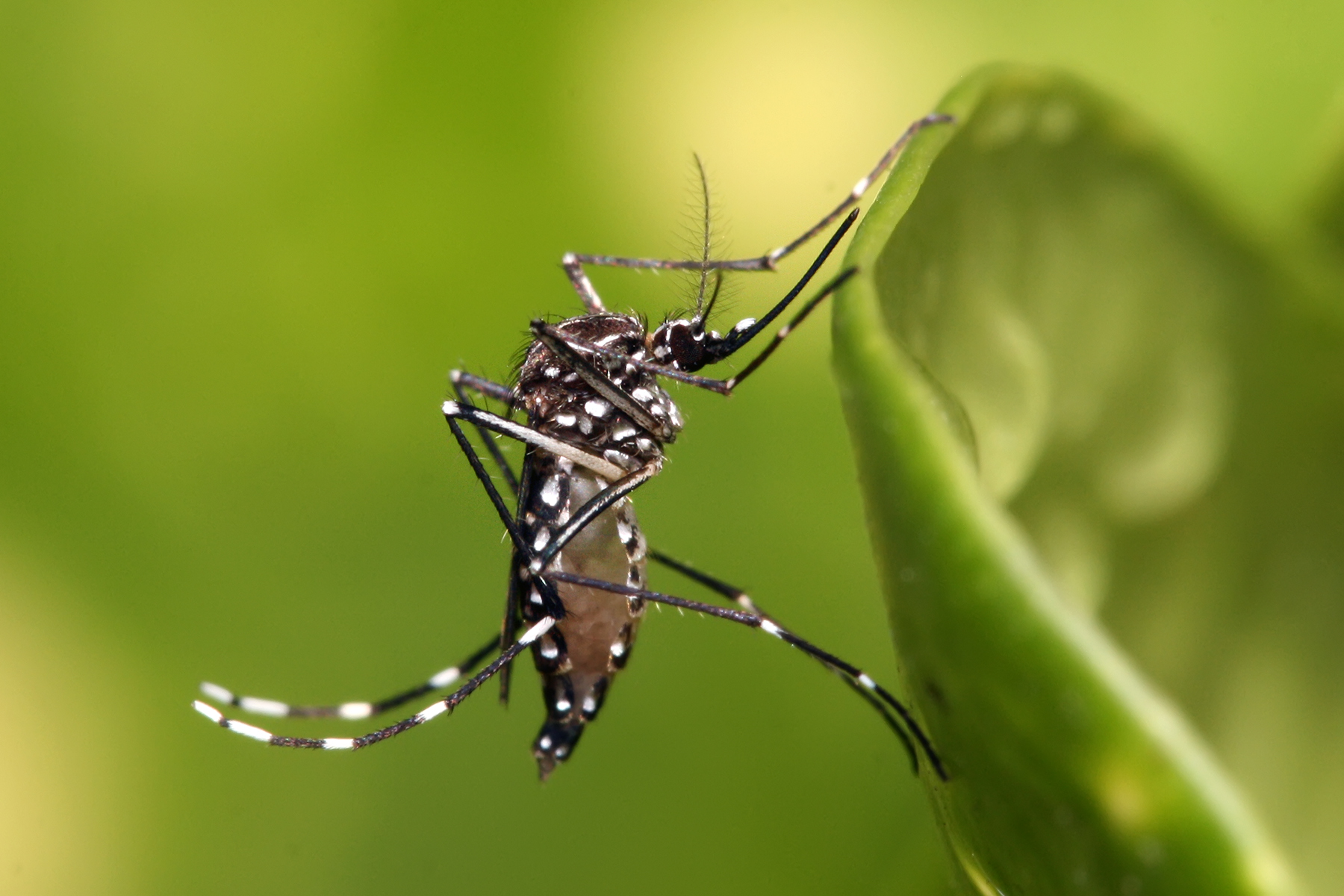 Dengue Cases Soar to 2,219 in Oriental Mindoro, Health Officials Express Alarm