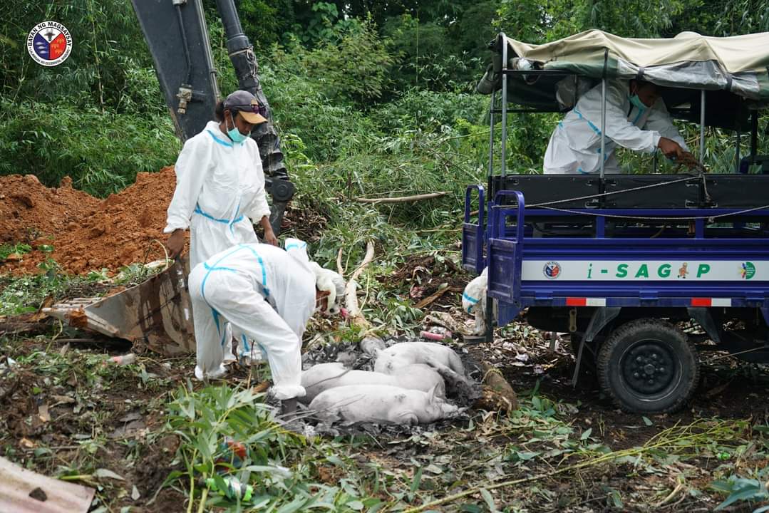 African Swine Fever Spreads in Calintaan and Magsaysay, Occidental Mindoro