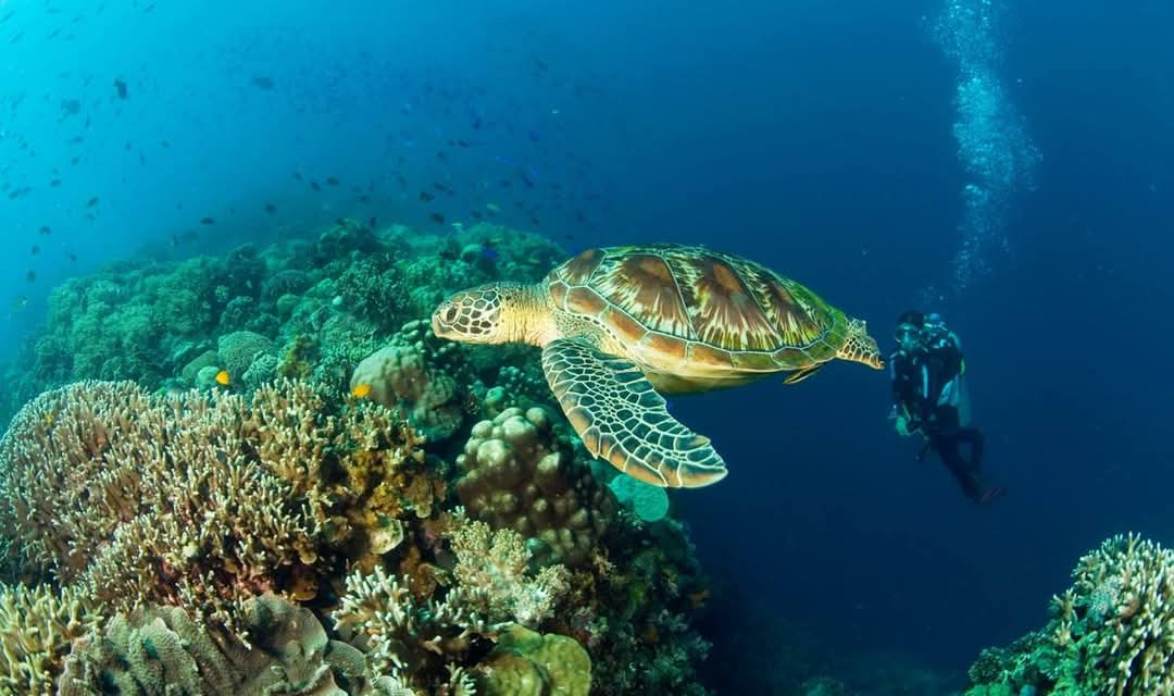 Mindoro’s Apo Reef: World’s Second-Largest Coral System Joins ASEAN Heritage Parks