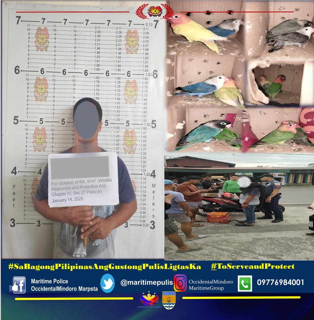 Police Seize Protected Birds in Mindoro Entrapment Operation