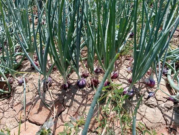 Mindoro Onion Farmers Hit by Import Decision