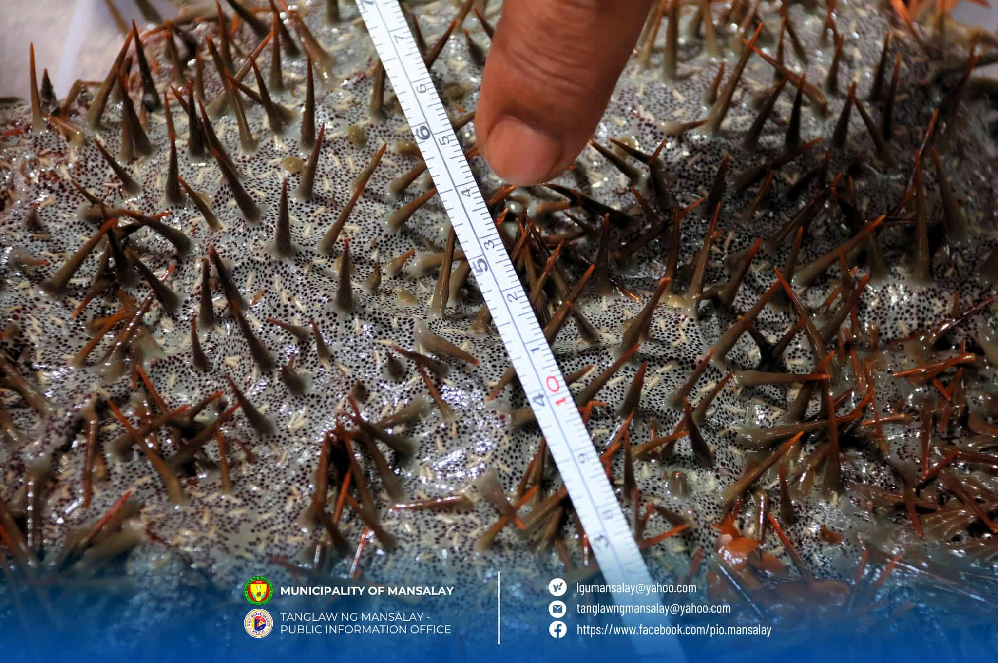 Coral-Eating Starfish Removed for Mindoro Reef Protection