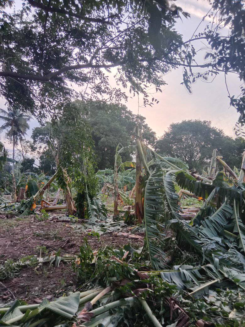 Mindoro farmers to receive P260-M aid after triple typhoon onslaught